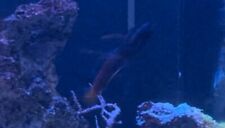 Marine fish tank for sale  HYDE