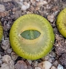 Lithops aucampiae c48a for sale  CHESTER