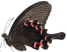 PAPILIO BIANOR TAKASAGO FEMALE (LOW TEMPERATURE PERIOD TYPE) FROM TAIWAN for sale  Shipping to South Africa