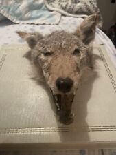 Coyote head mummified for sale  Richfield
