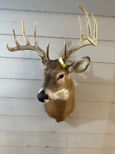 Nice point whitetail for sale  Robinson