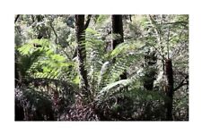 50x cyathea moluccana for sale  Shipping to United Kingdom