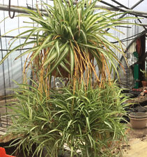 Variegated spider plant for sale  Allenwood