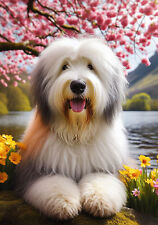 Old english sheepdog for sale  USA