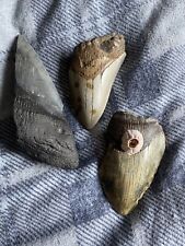 Megalodon teeth bundle for sale  MANSFIELD