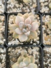 Graptopetalum Titubans Variegata Sukkulente Sammlung Korean Hybrid Succulent na sprzedaż  PL