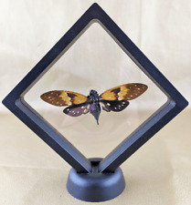 Q61x entomology taxidermy for sale  Harrison