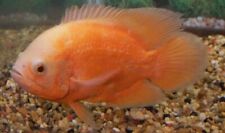 Albino red oscar for sale  Flower Mound