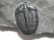 Used, A superb example of the trilobite Elrathia kingi from the USA for sale  Shipping to South Africa