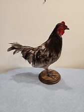 Blue bantam rooster for sale  Hinton