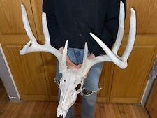 deer skulls animal for sale  Danville