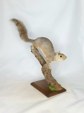 Taxidermy grey squirrel. for sale  DARLINGTON