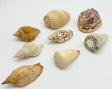 Collection seashells concholog for sale  Atlanta