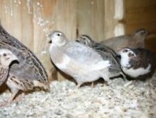 Big quail hatching for sale  BLAIRGOWRIE