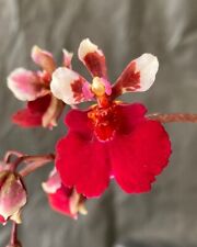 Volantino orchidea tolumnia usato  Spedire a Italy