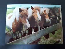Pferdepostkarte pferd islandpf gebraucht kaufen  Beeskow
