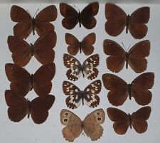 European butterflies lot for sale  CHELTENHAM