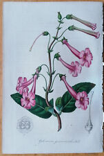 Gloxinia gesnerides - Van Houtte Flore de Serres Original Print - 1848, used for sale  Shipping to South Africa