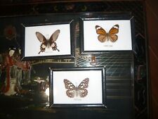 Entomologie papillons thaïlan d'occasion  Rennes-