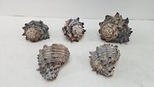 Marine sea shells for sale  Appleton