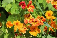 Nasturtium jewel seed for sale  BRISTOL