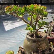 Planta de jade compacta Crassula Ovata Croby's: 1- viva, suculenta + bonificación segunda mano  Embacar hacia Argentina
