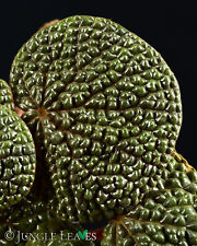 Usato, Begonia bullatifolia MINIATURA-art dal Brasile scanalata-FOGLI rarità Terrario usato  Spedire a Italy