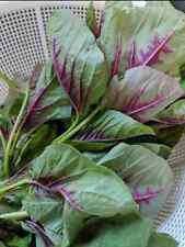 Sementes de amaranto listra vermelha, Rau Den, sementes de espinafre chinês Yin Cho Callaloo comprar usado  Enviando para Brazil