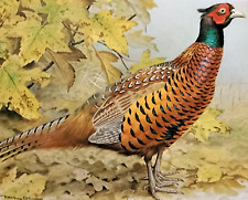 Pheasant. 1980s print for sale  NELSON