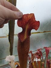 Sarracenia seed alata for sale  HELSTON