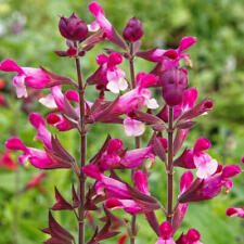 Salvia plug plants for sale  MARCH