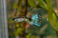 Fancy fry guppies for sale  Riverview