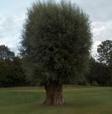 White willow salix for sale  ALTON