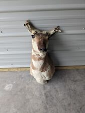 Antelope pronghorn head for sale  Plover