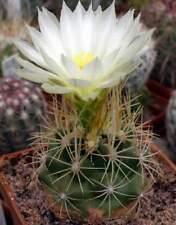 Thelocactus bicolor VZD492 f.albiflorus,seeds10 pcs for sale  Shipping to South Africa