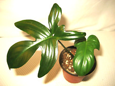 Rare philodendron pedatum for sale  Reva