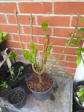 Lilac tree andenken for sale  SOUTHAMPTON