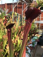 Sarracenia willisii minor for sale  RUGBY