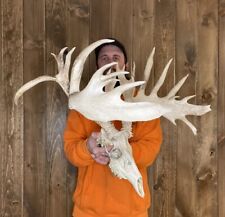 buck skull for sale  Port Matilda