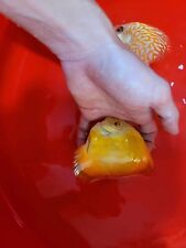 Yellow melon discus for sale  San Jose