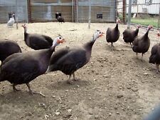 Royal purple guinea for sale  Howe