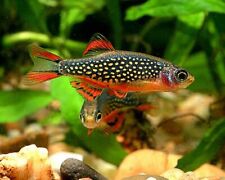 Galaxy rasbora peaceful for sale  UK