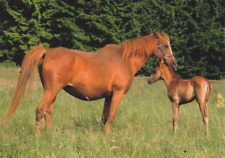 Pferd horse postcard gebraucht kaufen  Deutschland