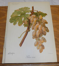 Grapes antigas de 1901 com estampa colorida///TEHER SOM, usado comprar usado  Enviando para Brazil