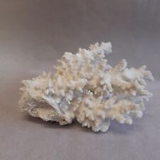 White spike coral for sale  PRESTON