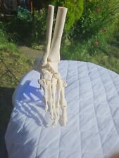 Human foot skeleton for sale  Shipping to Ireland