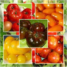 Sorten russische tomaten gebraucht kaufen  Homberg (Efze)