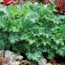 Heuchera apple crisp d'occasion  Pouzauges