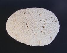 Genuine brain coral for sale  East Boothbay