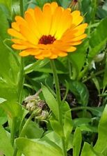 Pflanzen ringelblume calendula gebraucht kaufen  Grimma